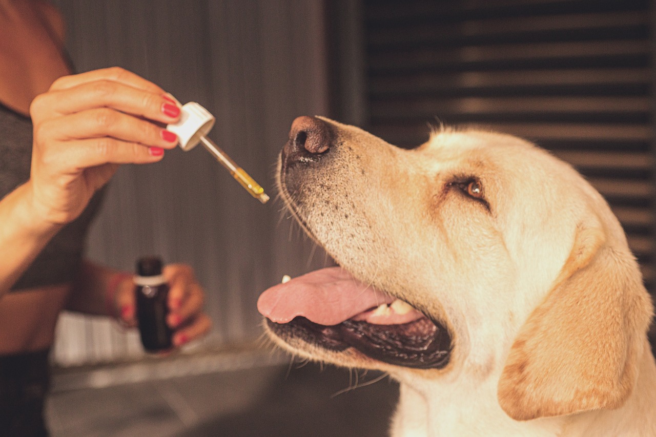 CBD for Pets: A Natural Way to Support Your Furry Friend’s Well-Being